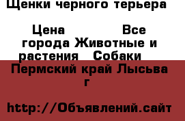 Щенки черного терьера › Цена ­ 35 000 - Все города Животные и растения » Собаки   . Пермский край,Лысьва г.